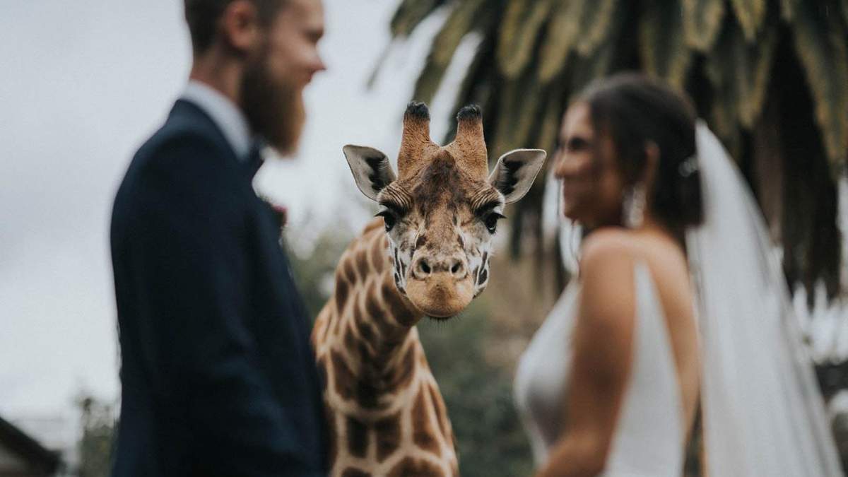 Лучшие свадебные фото 2020 года: победители Junebug Weddings Лучшие свадебные фото 2020 года: победители Junebug Weddings