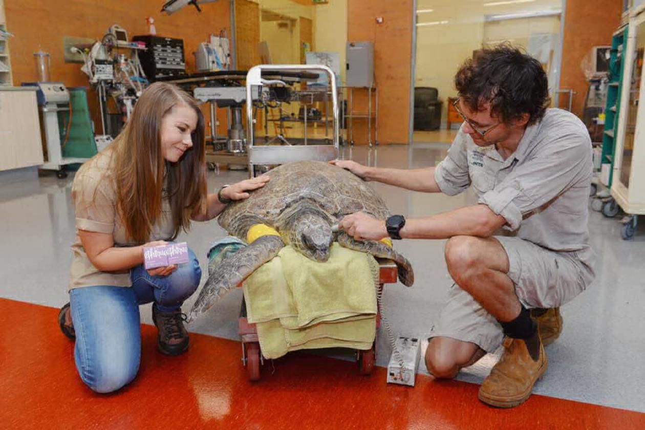 Пожары в Австралии: семья известного зоозащитника Ирвина спасает животных от смерти – фото
