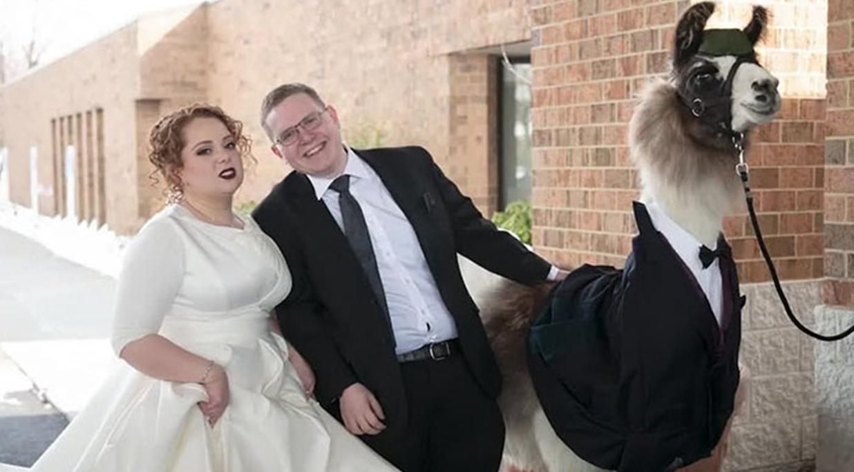Хлопець привів ламу на весілля своєї сестри: кумедна реакція дівчини