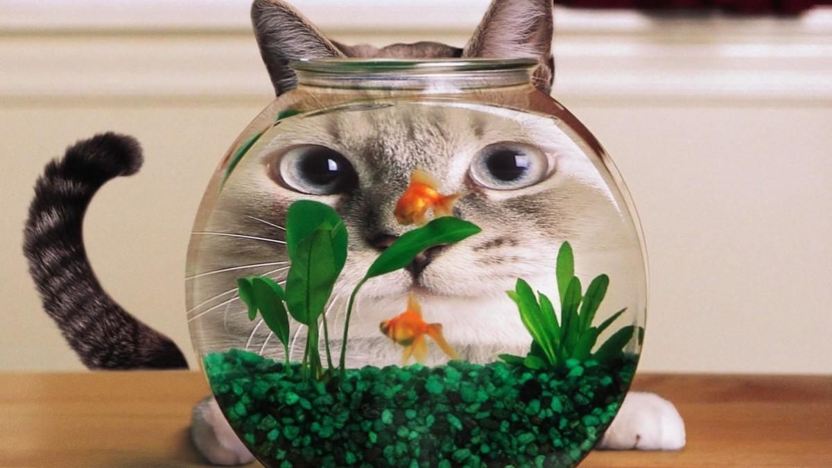 Мережу розсмішили фото котиків, зроблені через скляні поверхні
