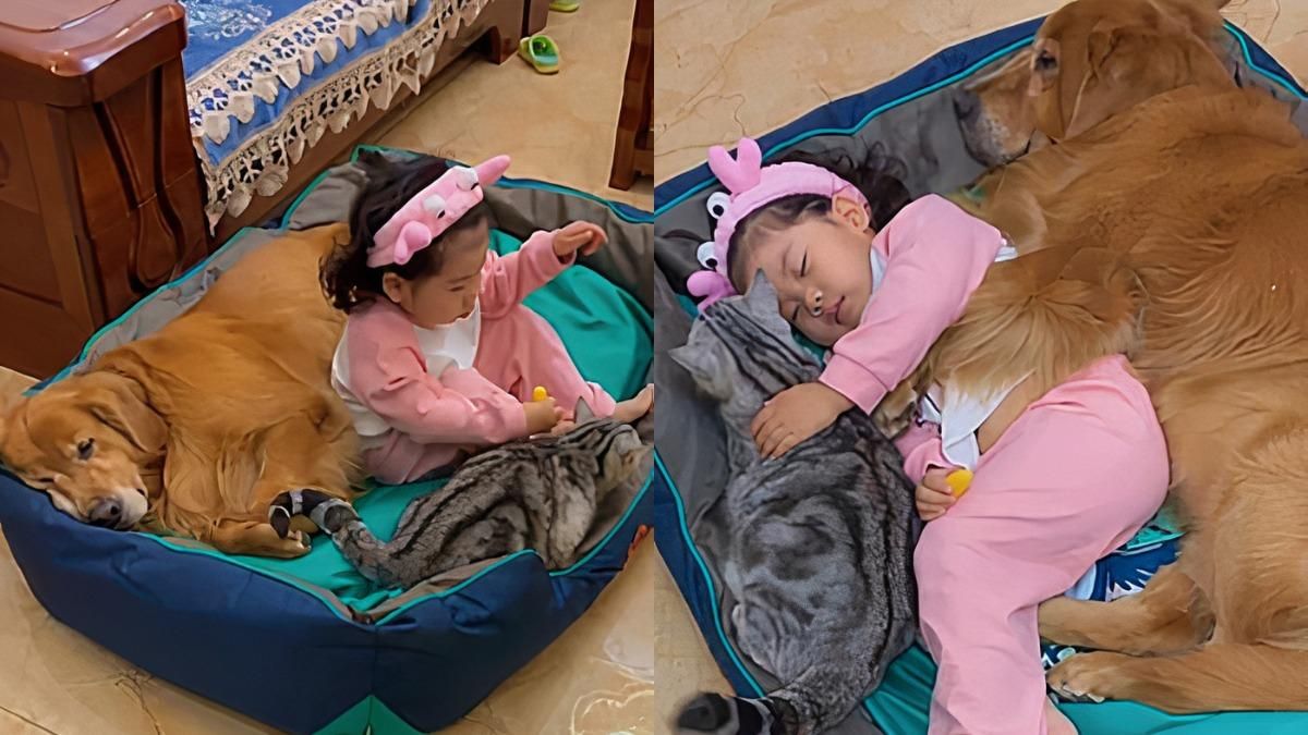 Дружба девочки с домашними любимцами: трогательное видео и фото Дружба девочки с домашними любимцами: трогательное видео и фото