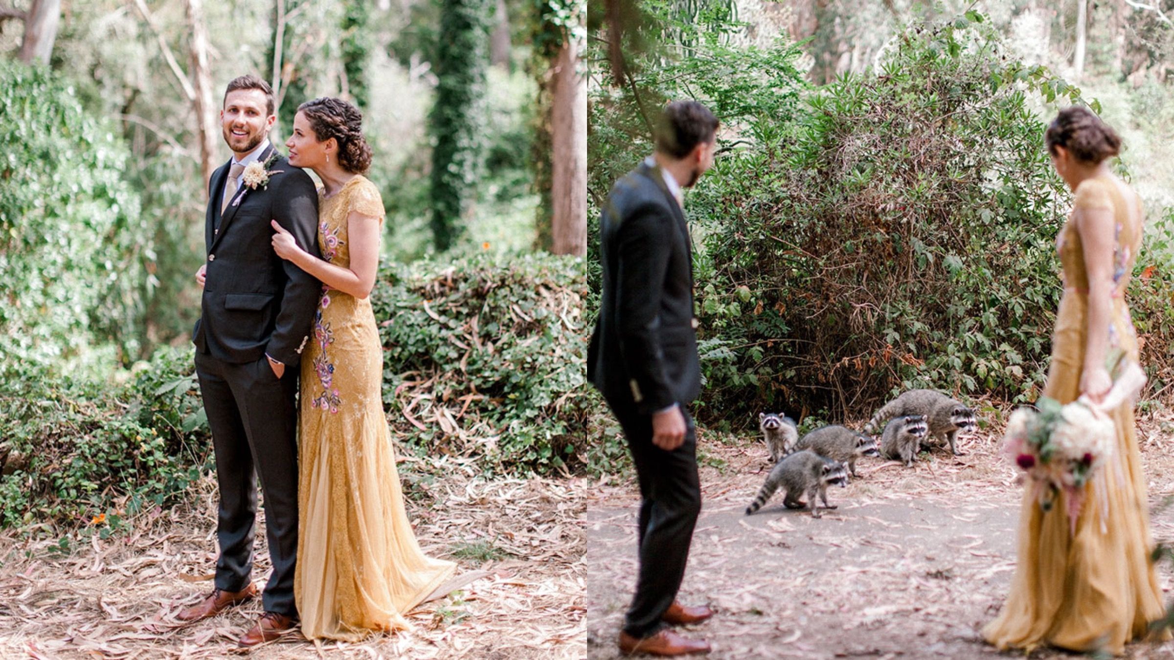 Весільні фото: єноти увірвалися на весілля Весільні фото: єноти увірвалися на весілля