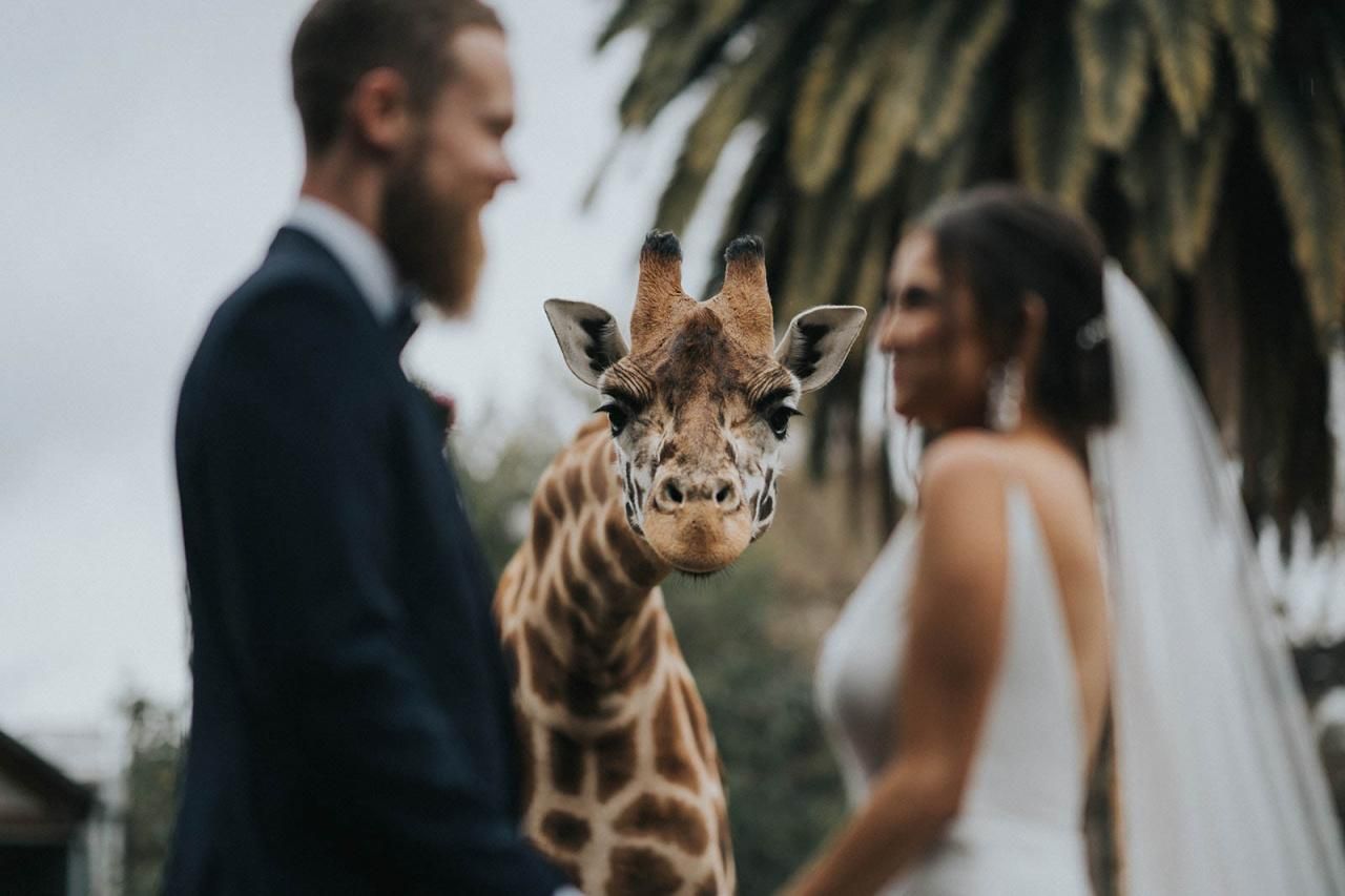 Найкращі весільні фото 2020 року: переможці Junebug Weddings