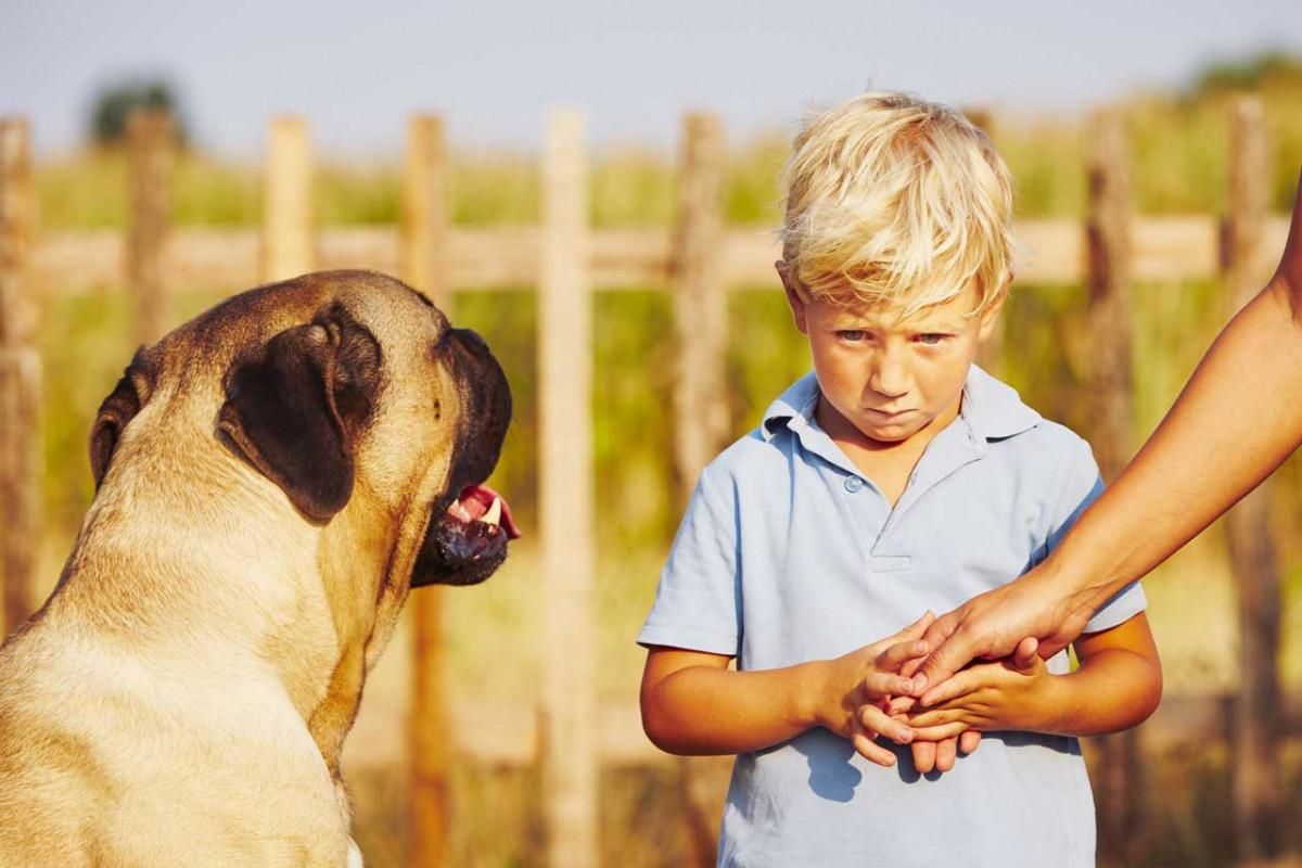Страх дитини перед тваринами: як допомогти подолати фобію