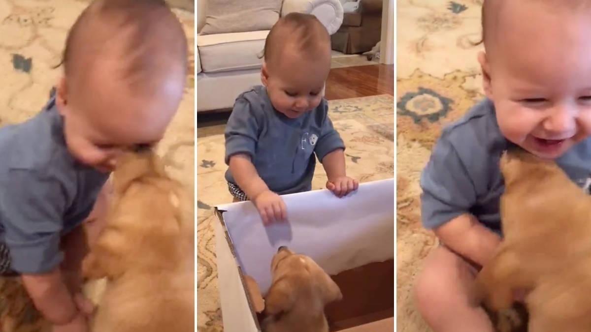 Родители подарили сыну щенка: видео реакции малыша