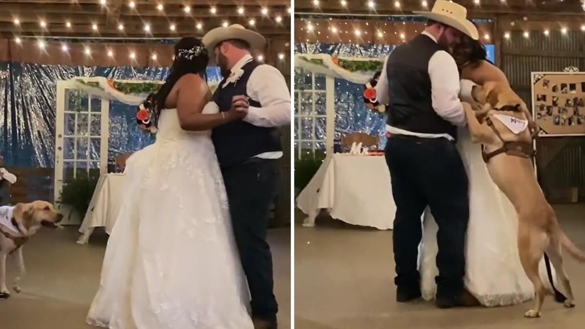 Во время свадебного танца к молодоженам присоединился пес: видео