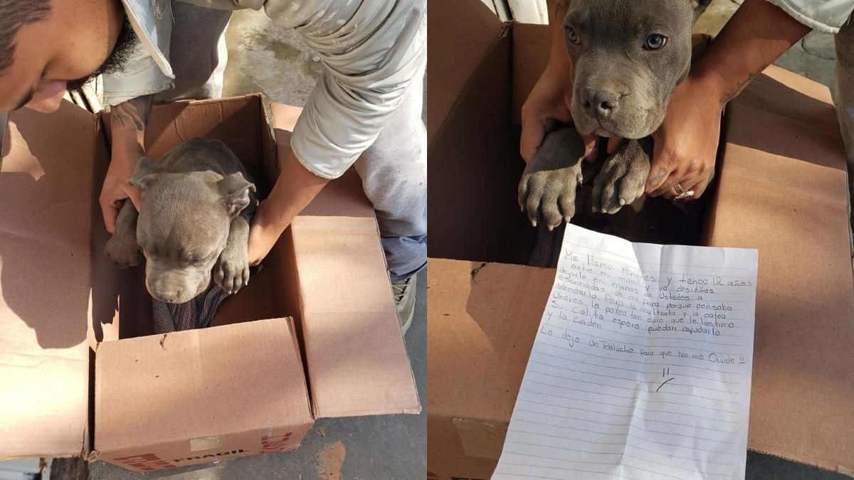 Він завжди бив і штовхав, – хлопчик потайки відніс цуценя в притулок Він завжди бив і штовхав, – хлопчик потайки відніс цуценя в притулок