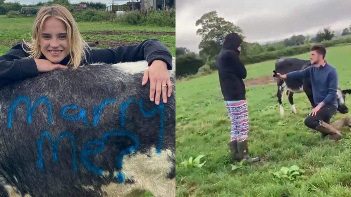 Оригинальное предложение выйти замуж от фермера: как помогли коровы Оригинальное предложение выйти замуж от фермера: как помогли коровы